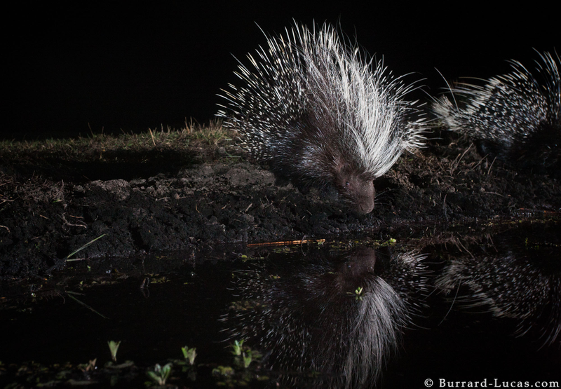 Illustration for article titled 13 Sensational Camera Trap Photos of African Animals At Night